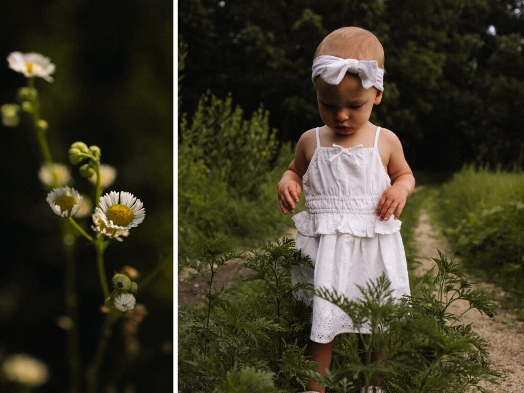 close-up of miniature daisies (left), girl walking prairie path at Morton Arboretum in Lisle, IL (right)